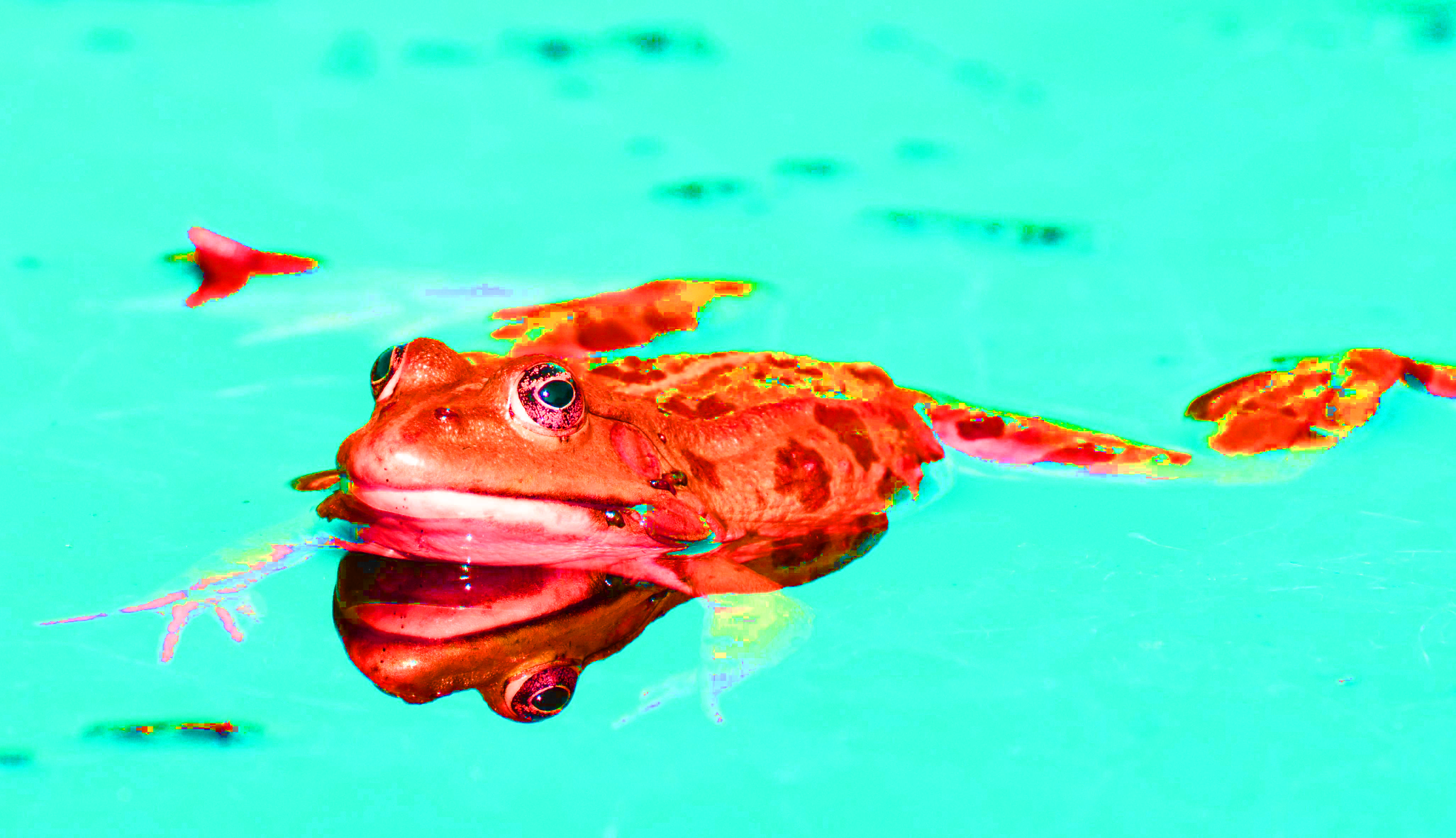 zdenet-frog-111179_1280