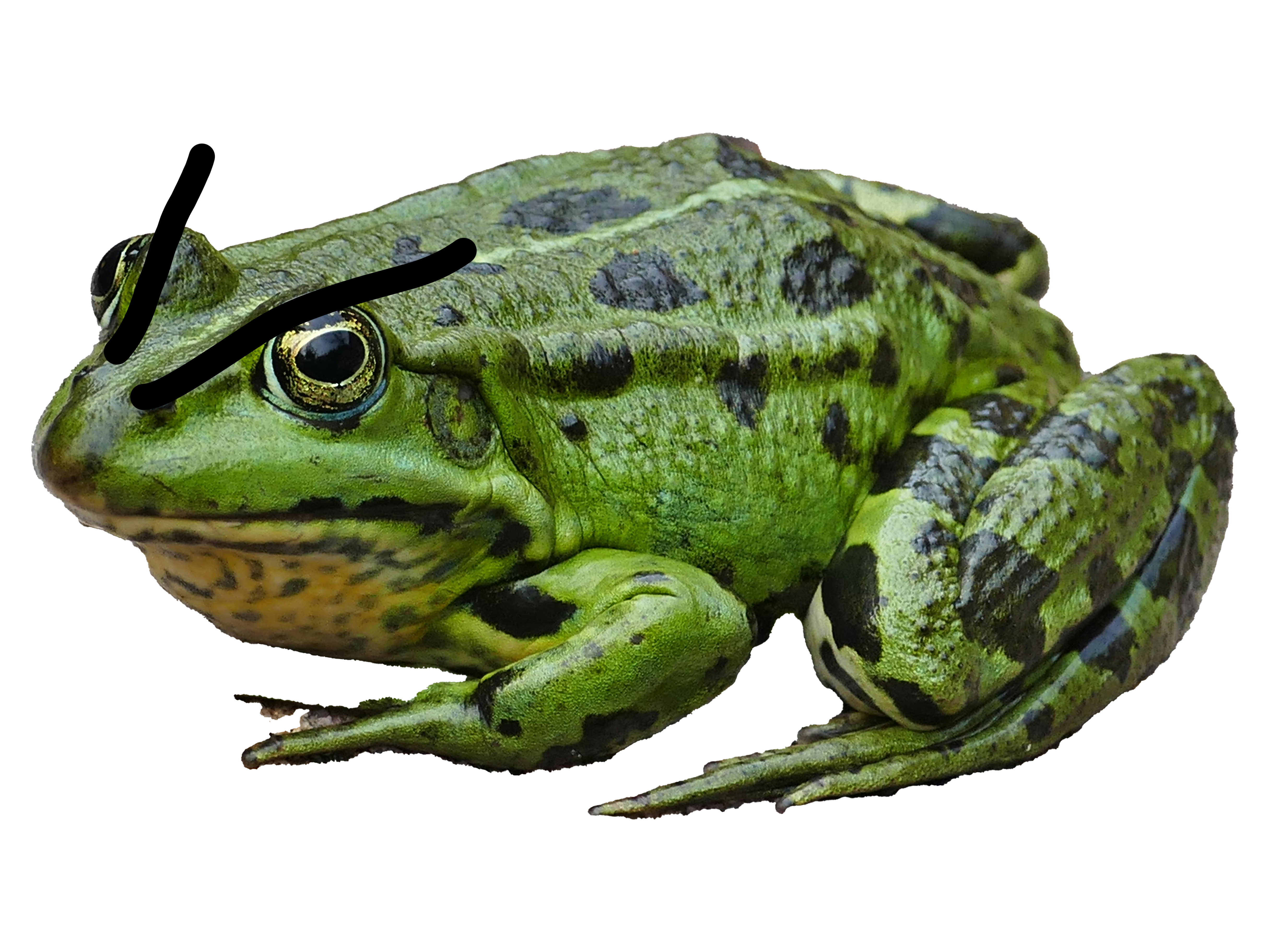 zdenet-frog-111179_1280