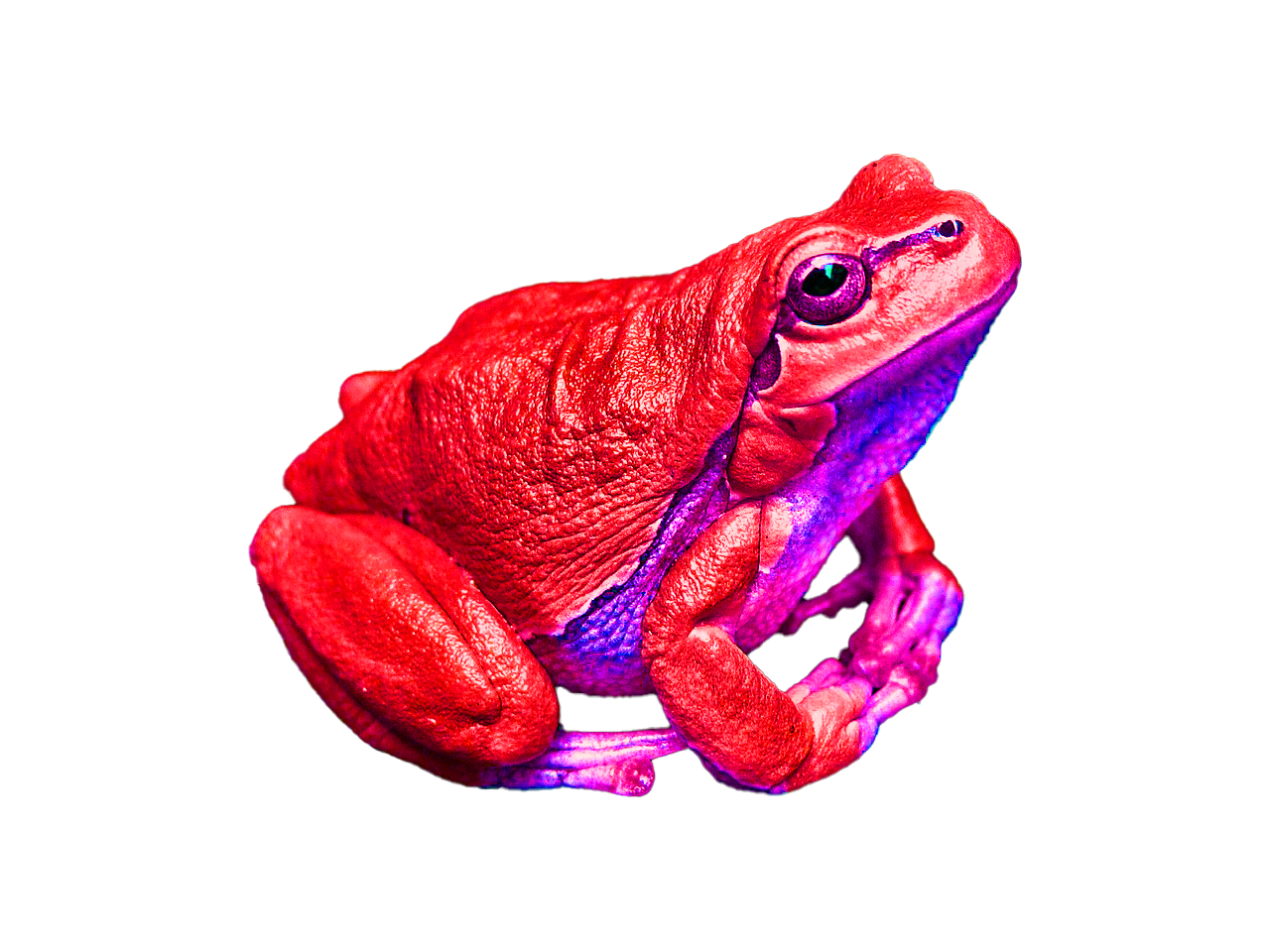 zdenet-frog-111179_1280