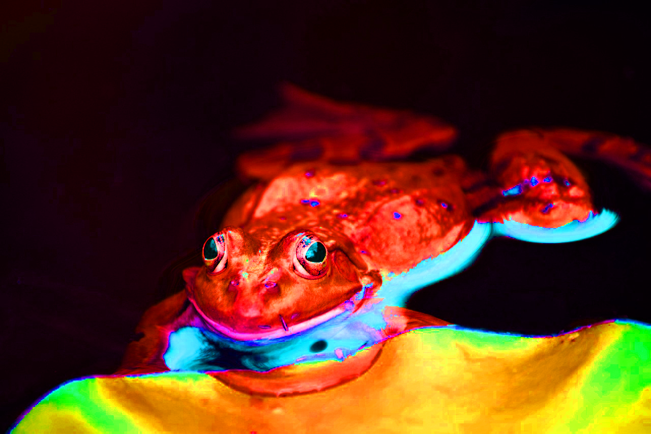 zdenet-frog-111179_1280