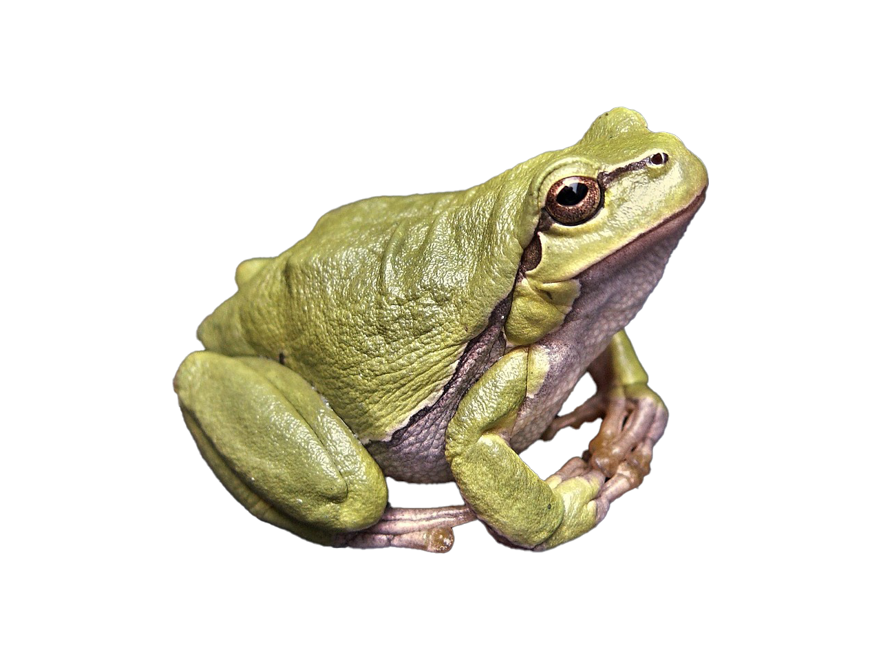 zdenet-frog-111179_1280
